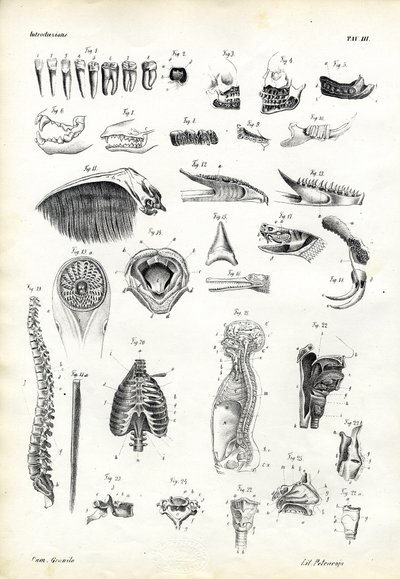 Dents, 1863-79 - Raimundo Petraroja